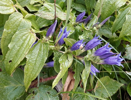 Schwalbenwurz-Enzian, Gentiana asclepiadea